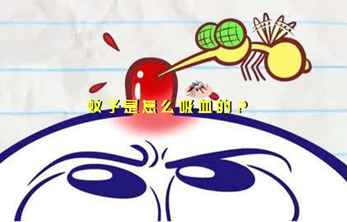 【科普視頻】你知道蚊子是怎么“干飯”的嗎？